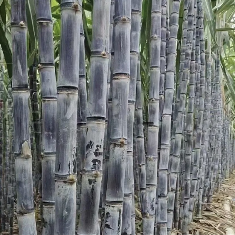 一根甘蔗的N种可能——云南产糖大县耿马甘蔗综合利用观察