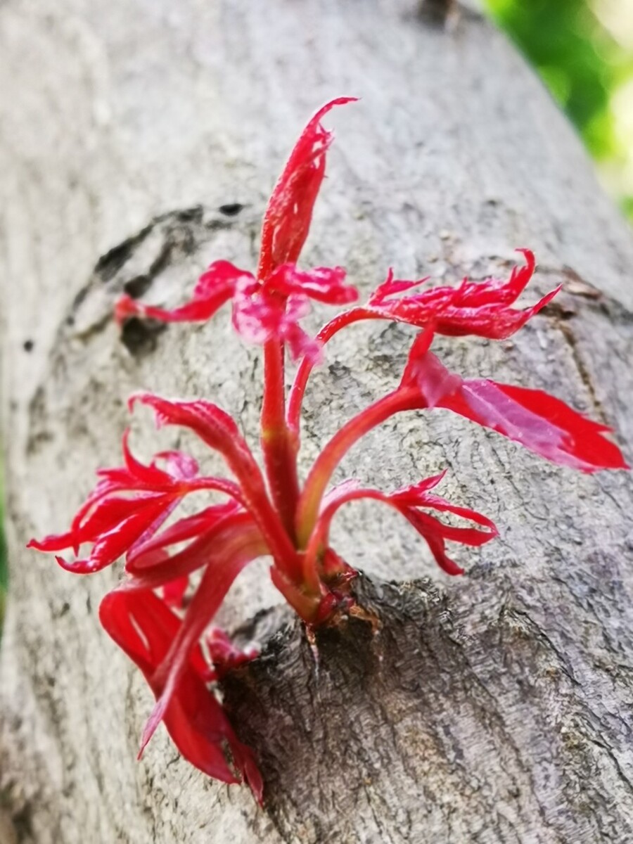 丝绸老树生出科技新芽 万事利以AI与文化挖掘传统产业价值