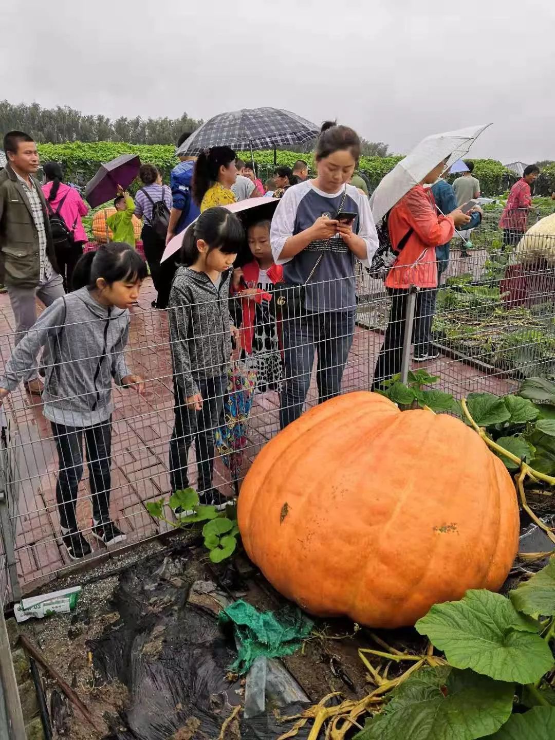 订单到田头 增收有“甜头”——黑龙江发展“定制农业”见闻