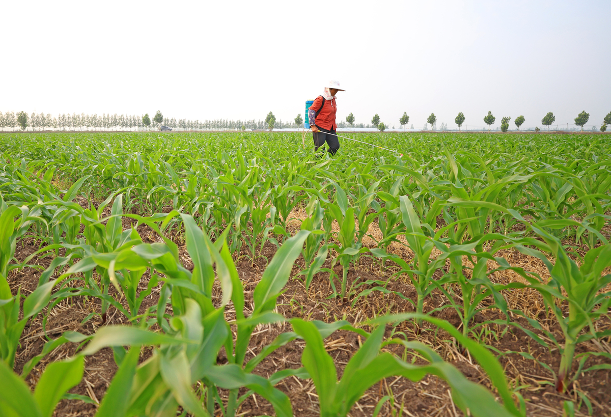 农发行出台十条措施全力保障连阴雨天气影响地区粮食收购