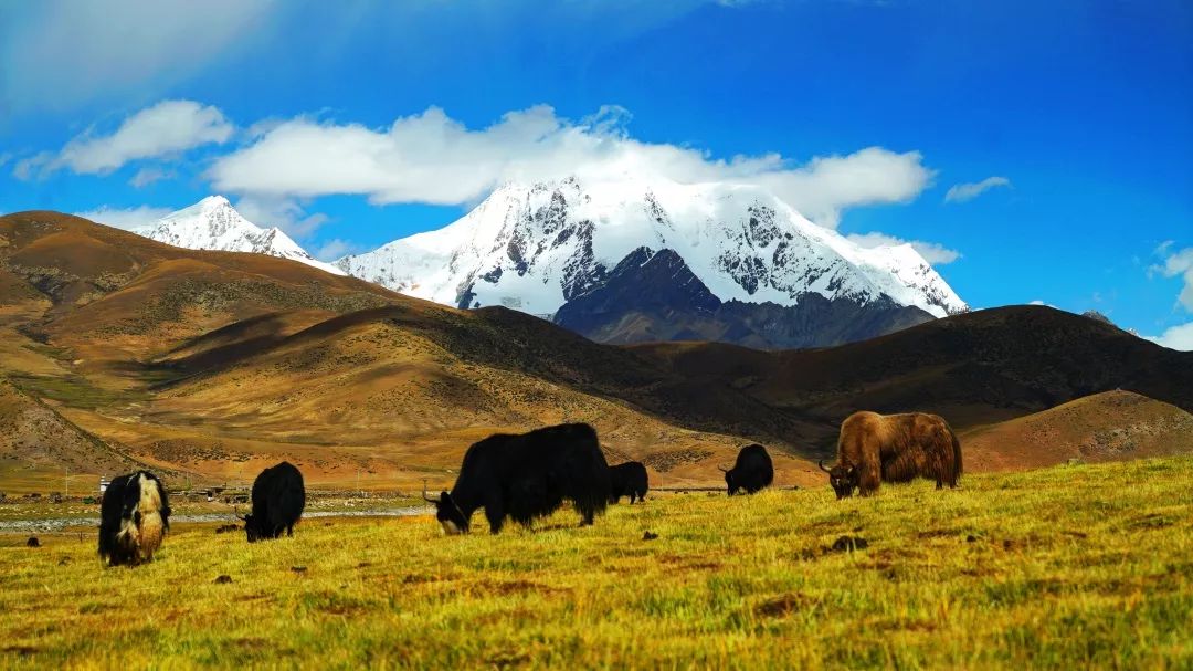 谱写传统与现代交融的华彩乐章——智库报告解析西藏的乡村发展与文化传承