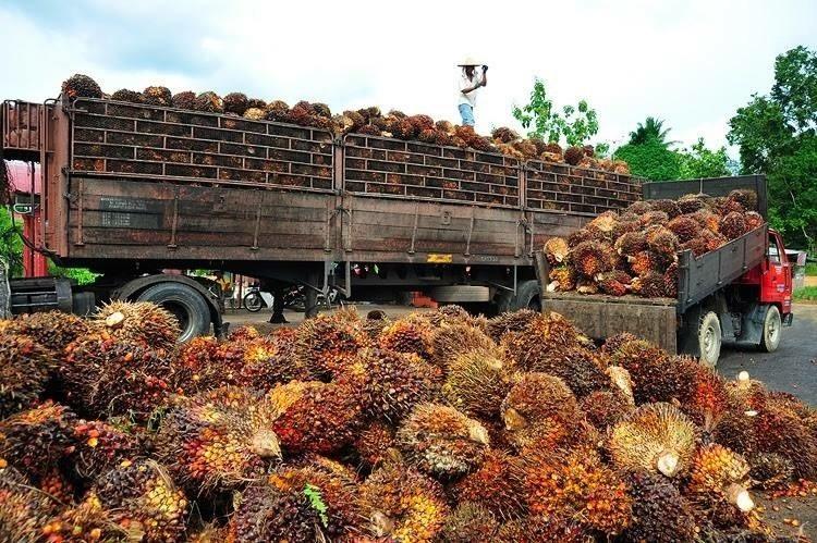 马来西亚棕榈油高层次商贸考察活动落幕