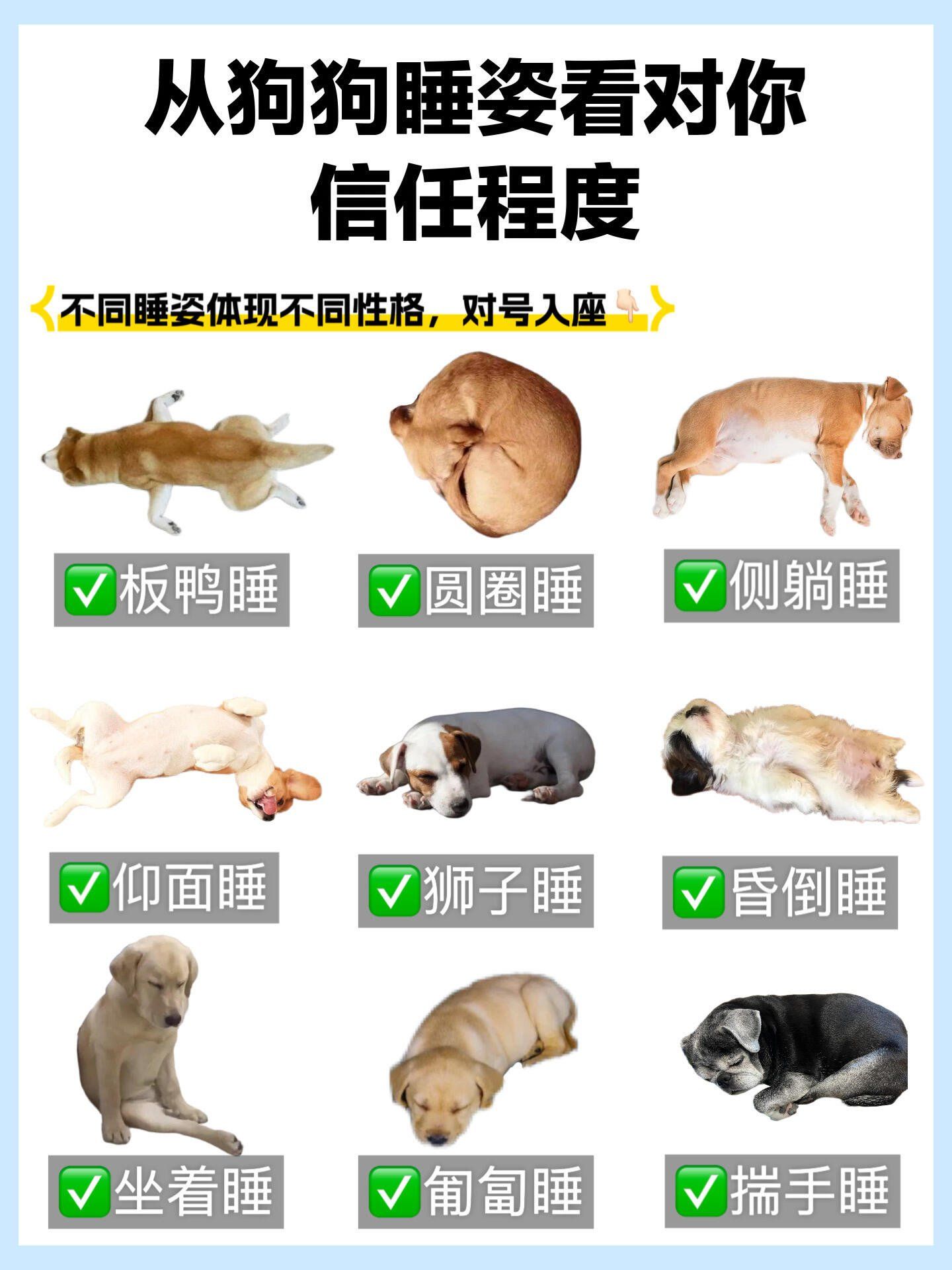 “擦八只脚”养狗梗走红网络，现存宠物相关企业超532万家