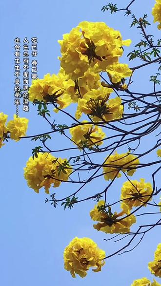 新华鲜报丨春已至！“植”绿山河