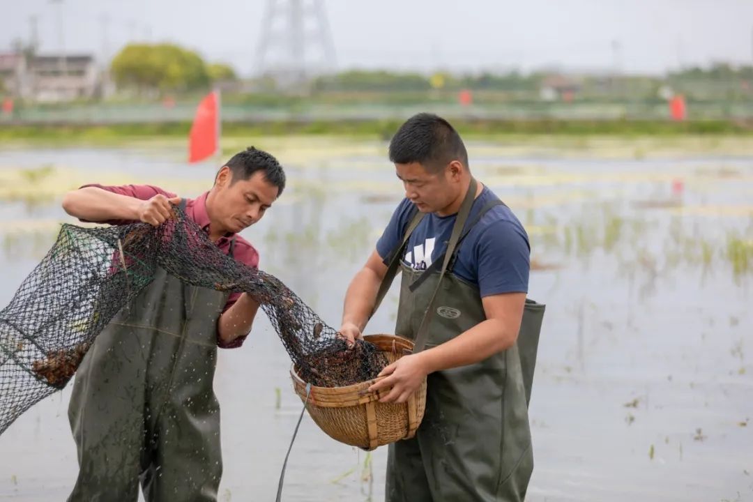 “养龙虾”爆火：智能体概念走向大众 科技巨头抢滩布局