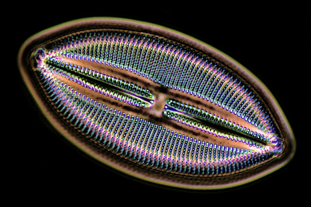 硅藻微米机器人精准“狙击”脑胶质瘤