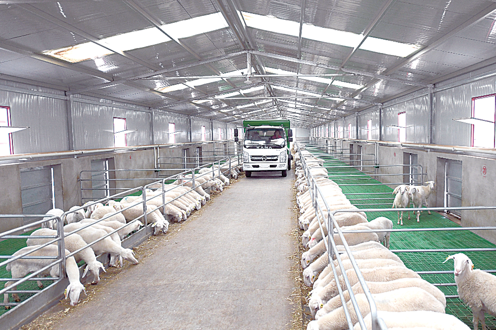 养殖企业多措并举增强经营实力