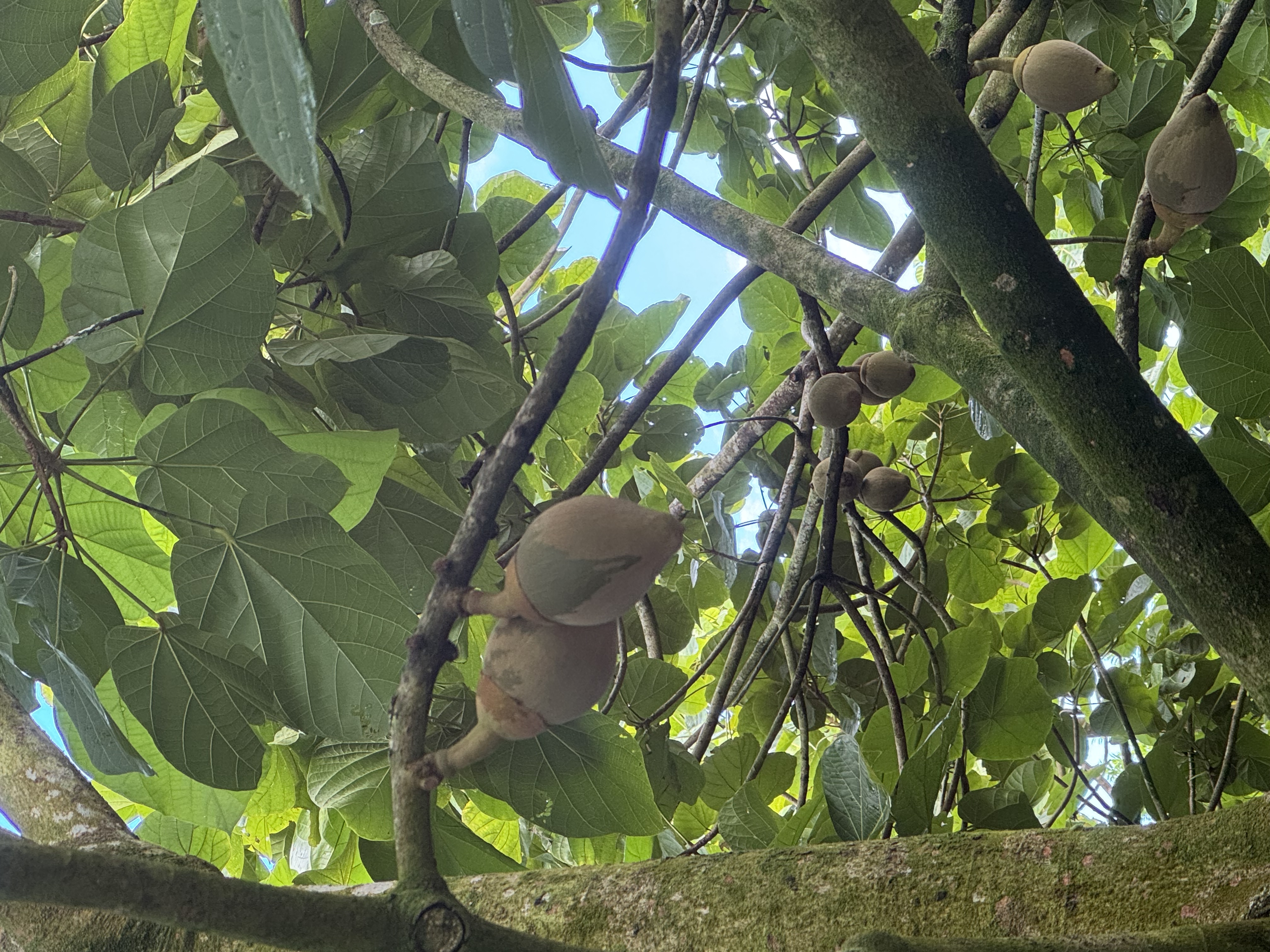 琼海世界热带水果之窗的甜蜜产业链